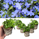 Lobelia Sweet Springs Blue Plant