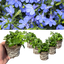 Lobelia Sweet Springs Blue