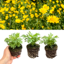 Argyranthemum Madeira Yellow Plant