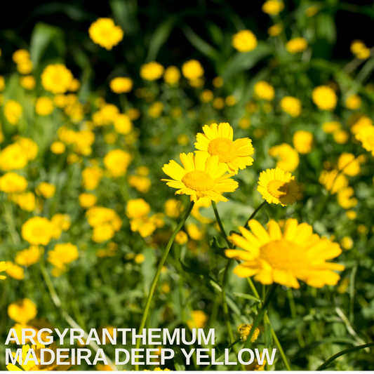 Drift of Argyranthemum 'Madeira' marguerite daisies, golden-yellow blooms above feathery green leaves