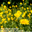 Argyranthemum Madeira Yellow 10.5cm