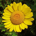 Argyranthemum Madeira Yellow Plant