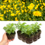 Argyranthemum Madeira Yellow 10.5cm