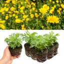 Argyranthemum Madeira Yellow Plant