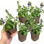 Nemesia Nuvo Blue Bicolour 10.5cm