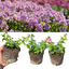 Nemesia Nuvo Rose 10.5cm