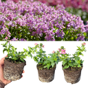 Nemesia Nuvo Rose Plants (Set of 3 or 6)