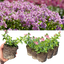 Nemesia Nuvo Rose 10.5cm