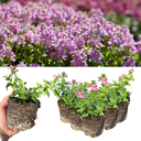 Nemesia Nuvo Rose Plants (Set of 3 or 6)