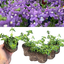 Nemesia Nuvo Blue 10.5cm