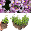 Nemesia Nuvo Pink Bicolour 10.5cm