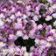 Nemesia Nuvo Pink Bicolour 10.5cm