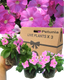 Petunia Easy Wave Pink - 10.5cm