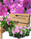 Petunia Easy Wave Pink - 10.5cm