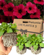 Petunia Surfinia Deep Red - 10.5cm