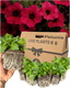 Petunia Surfinia Deep Red - 10.5cm