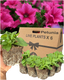 Petunia Surfinia Hot Pink - 10.5cm
