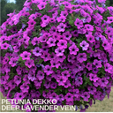 Petunia Dekko Deep Lavender Vein Plants (Set of 3 or 6)