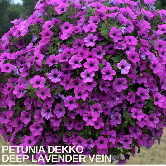 Ball-shaped basket of purple petunias with darker lavender veining, caption text overlaid
