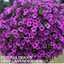 Set of 3 or 6 Large Plants - Petunia Dekko Deep Lavender Vein, Outdoor Garden Ready