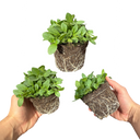 Petunia Dekko Deep Lavender Vein Plants (Set of 3 or 6)