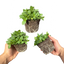 Set of 3 or 6 Large Plants - Petunia Dekko Deep Lavender Vein, Outdoor Garden Ready