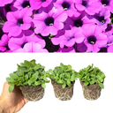 Petunia Dekko Deep Lavender Vein Plants (Set of 3 or 6)