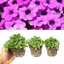 Set of 3 or 6 Large Plants - Petunia Dekko Deep Lavender Vein, Outdoor Garden Ready