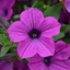 Set of 3 or 6 Large Plants - Petunia Dekko Deep Lavender Vein, Outdoor Garden Ready