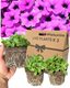 Petunia Dekko Deep Lavender Vein - 10.5cm - Syngenta