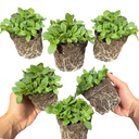 Petunia Dekko Deep Lavender Vein Plants (Set of 3 or 6)