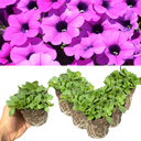 Petunia Dekko Deep Lavender Vein Plants (Set of 3 or 6)