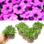 Set of 3 or 6 Large Plants - Petunia Dekko Deep Lavender Vein, Outdoor Garden Ready