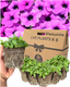 Petunia Dekko Deep Lavender Vein - 10.5cm - Syngenta