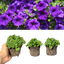 Petunia Dekko Blue - 10.5cm