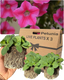 Petunia Dekko Rose Star - 10.5cm