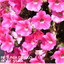 Petunia Dekko Rose Star - 10.5cm