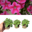 Petunia Dekko Rose Star - 10.5cm