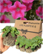 Petunia Dekko Rose Star - 10.5cm