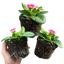 Primrose Appleblossom
