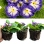 Primrose Blue Bicolour