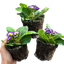 Primrose Blue Bicolour