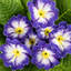 Primrose Blue Bicolour