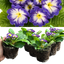 Primrose Blue Bicolour