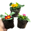 Primrose Growers Selection