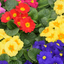 Primrose Growers Selection