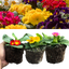 Primrose Growers Selection