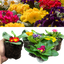 Primrose Growers Selection
