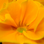 Primrose Orange