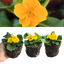 Primrose Orange